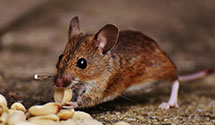 24 Hour & Emergency Exterminators in Tremont, IL
